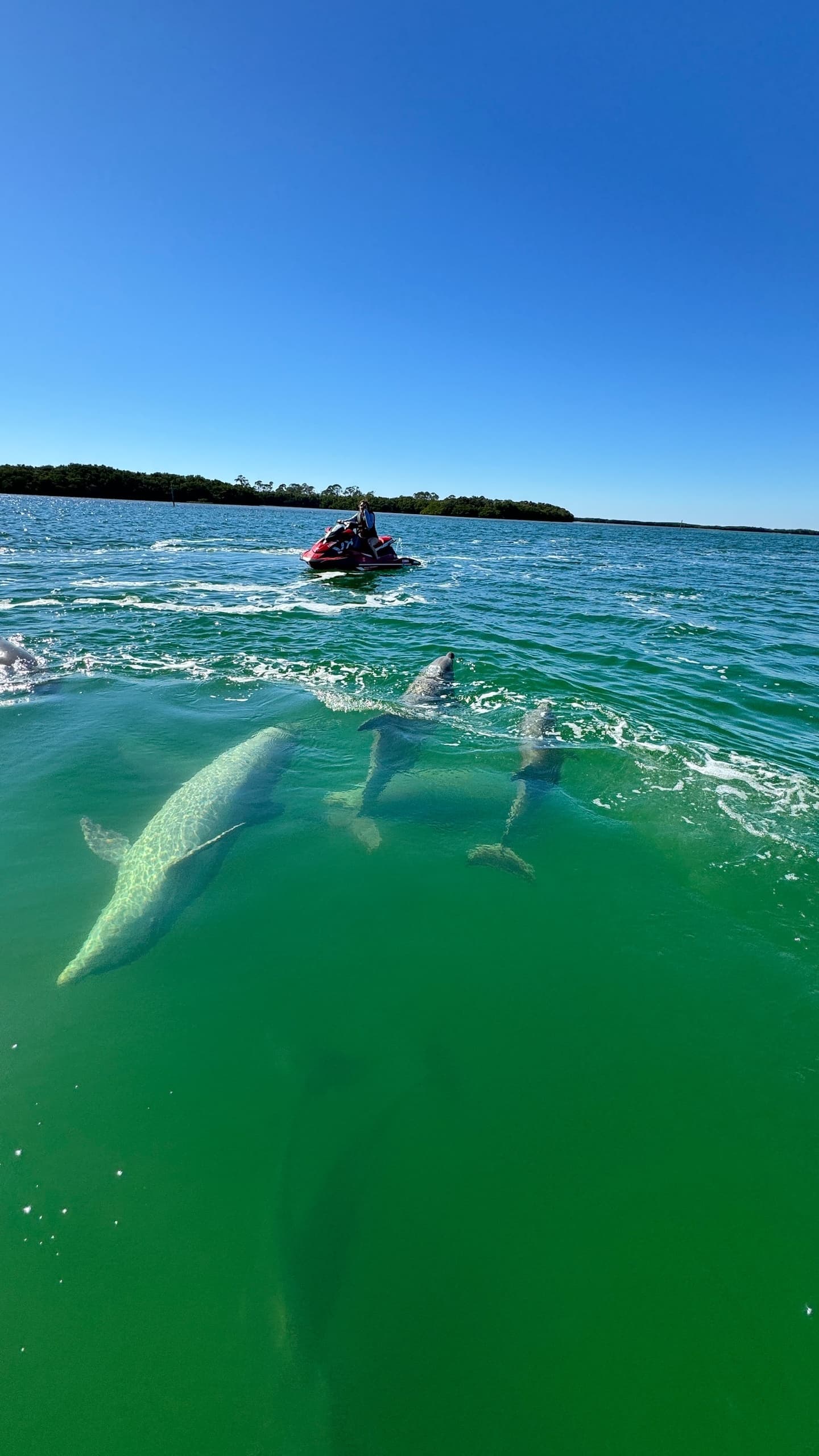 DOLPHIN ISLAND JET SKI ADVENTURE