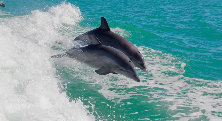 Eco Dolphin Tour