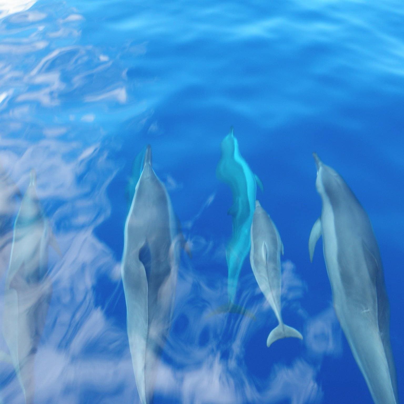 2 Hour Dolphin Watch Sightsee Tour