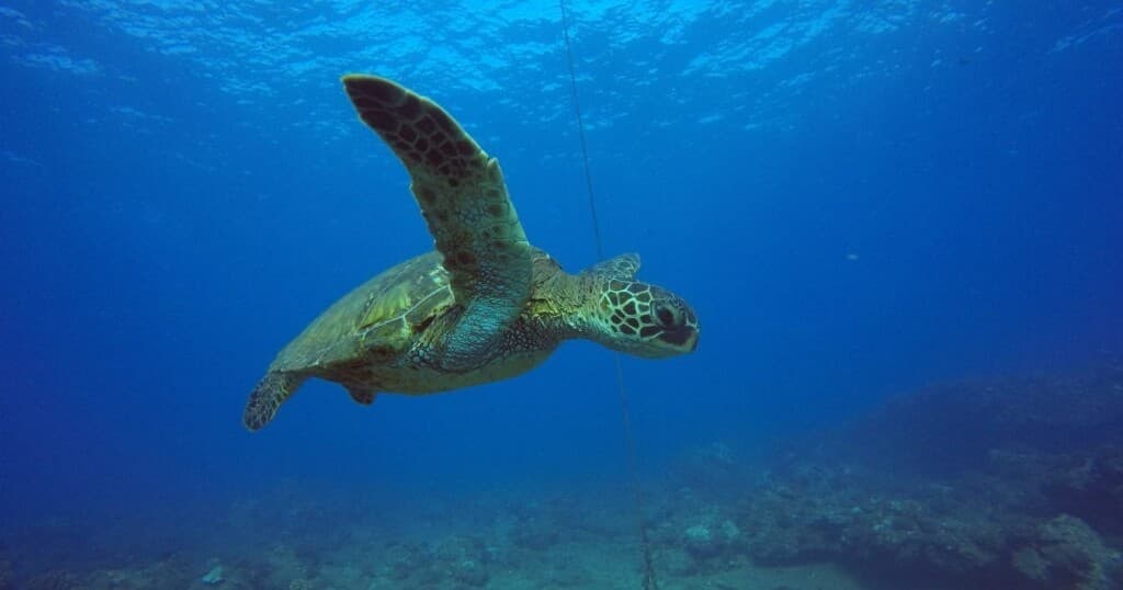 Koloa Landing Non-Certified Private Shore Dive • Two Tank