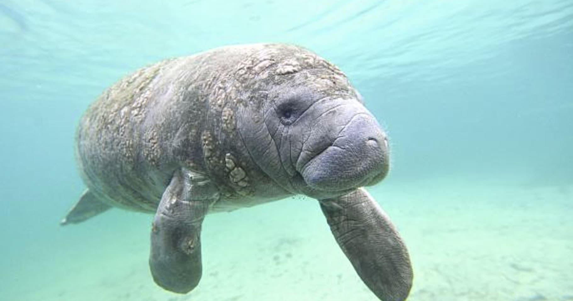 3 Hour Private Manatee Tour 22ft Deluxe Funchaser