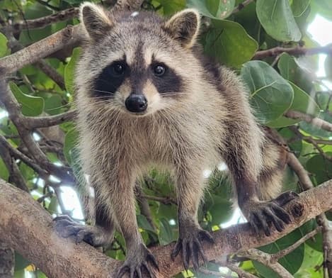 Shared Raccoon Island Trip