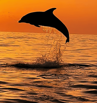 Excursión Delfines
