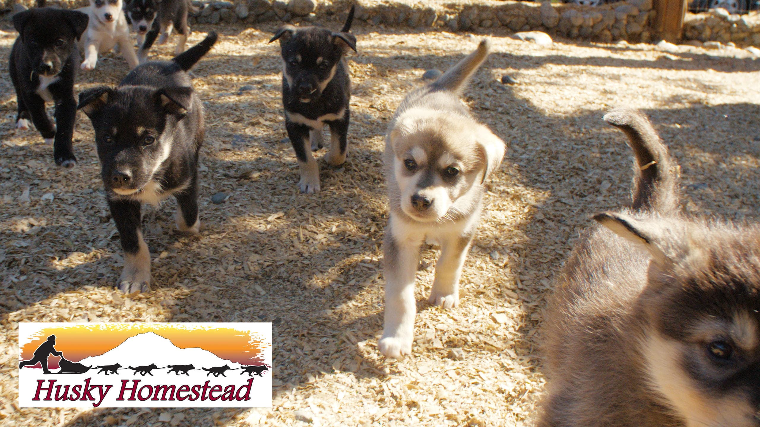 Husky Homestead Tour