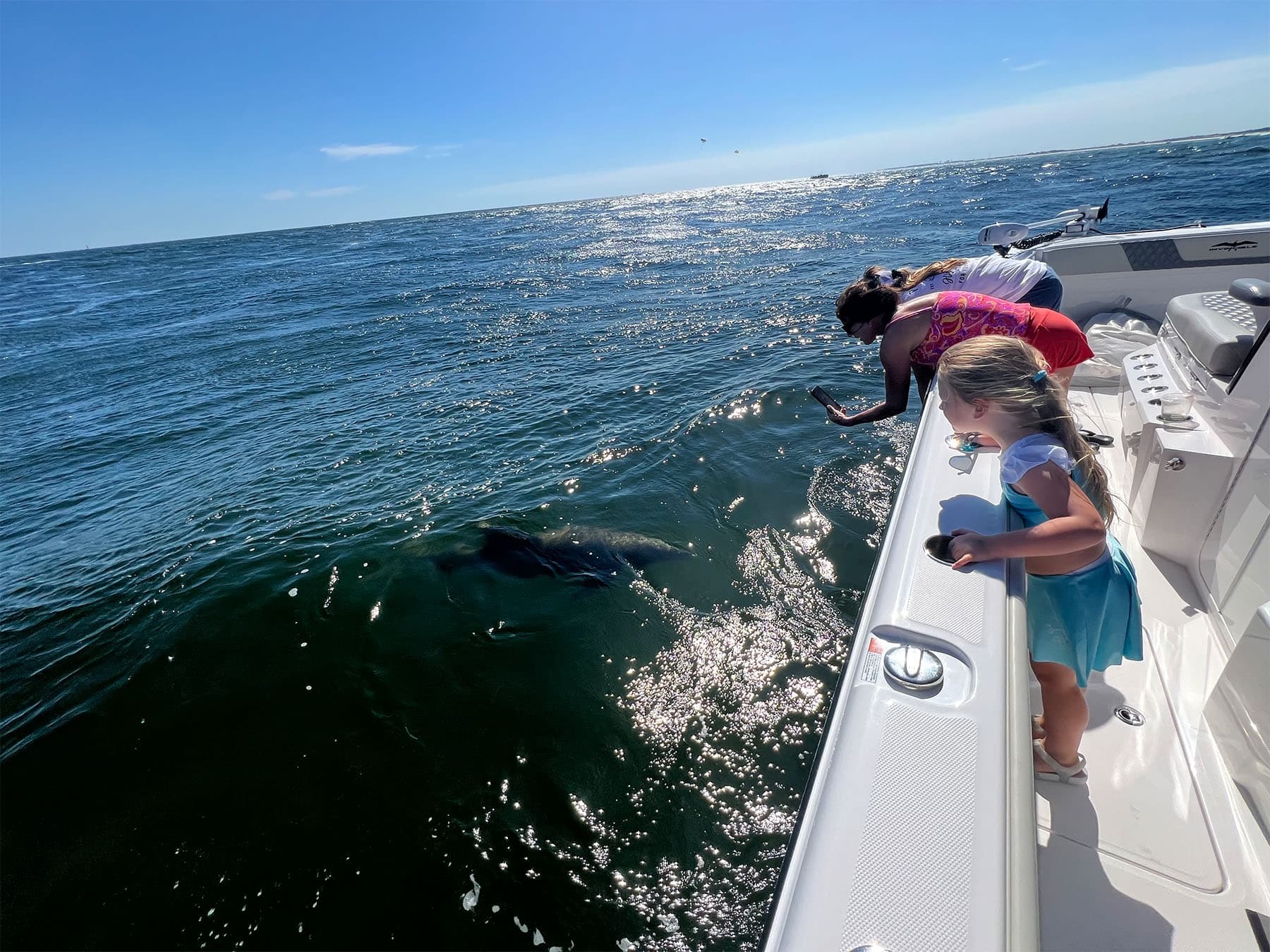 Private Dolphin Cruise
