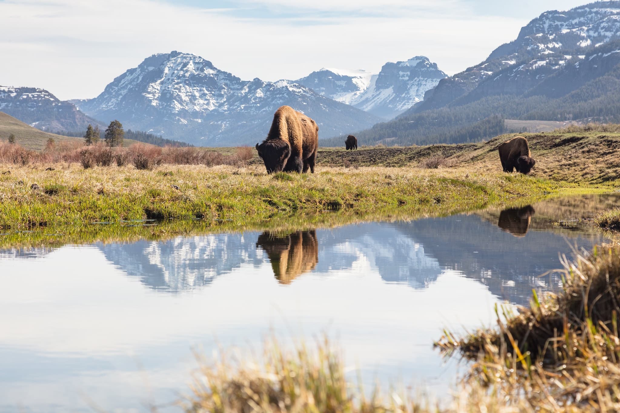 Private Yellowstone Wildlife Tour