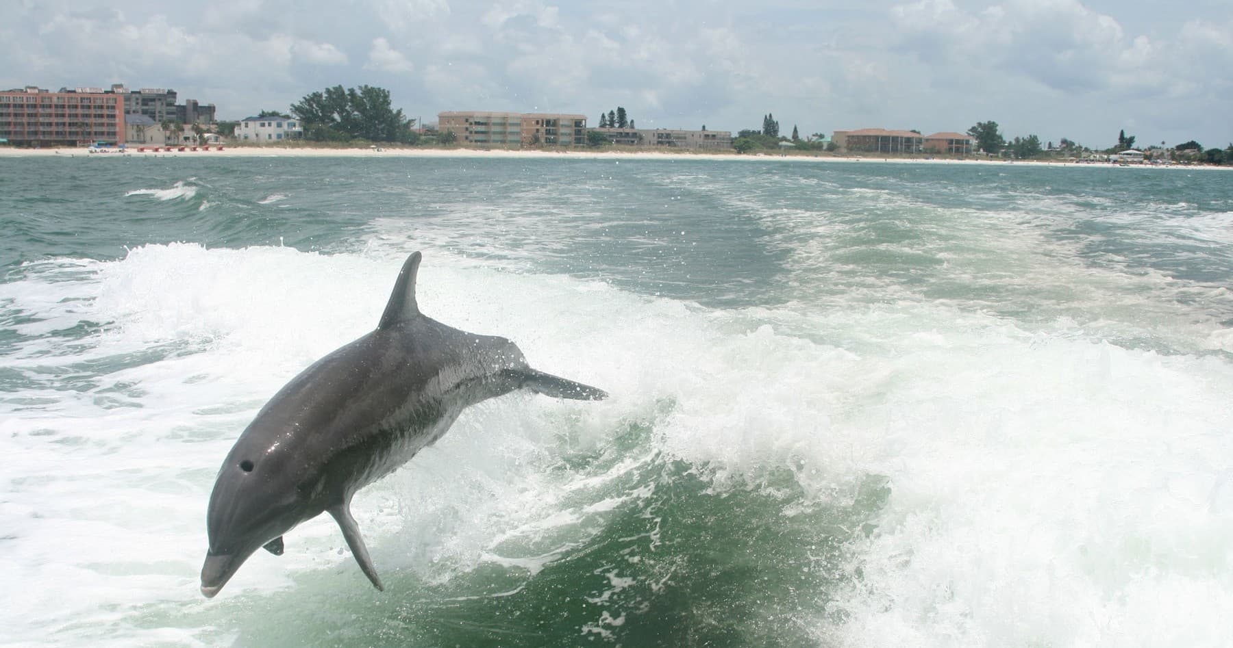 Two Hour Dolphin Viewing Tour