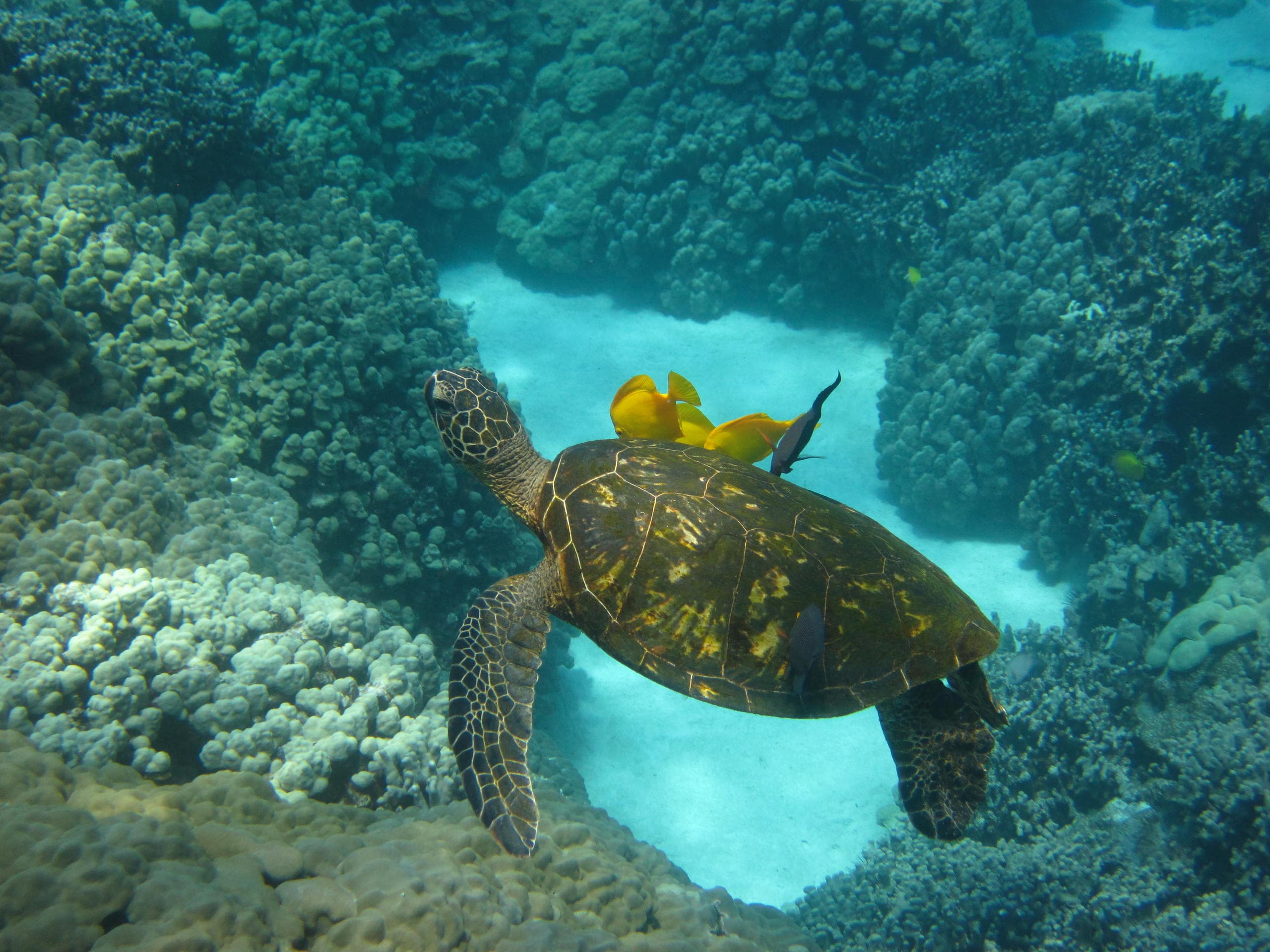 Captain Cook Snorkel Adventure