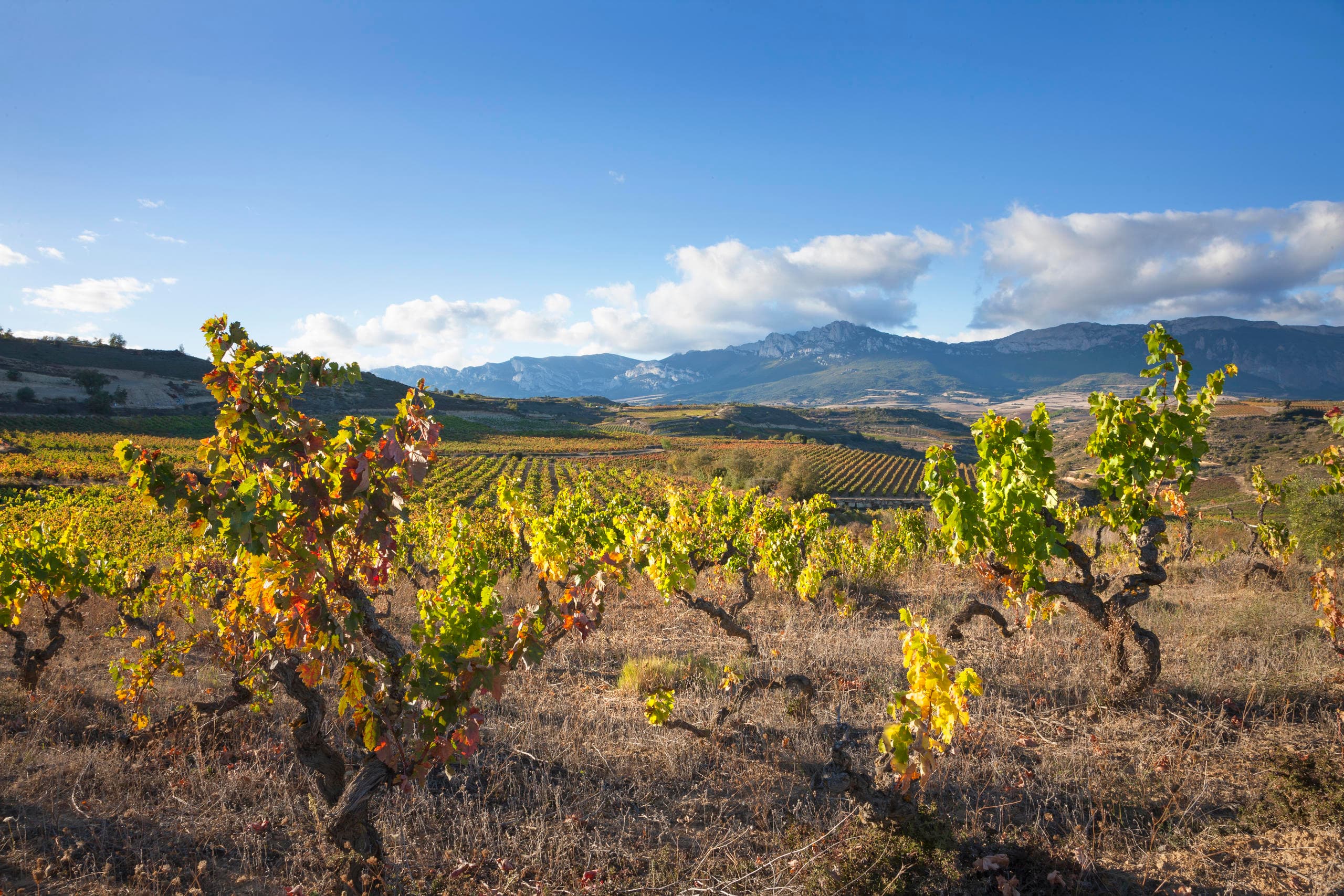 Tour de vinos Rioja: 2 bodegas desde Bilbao