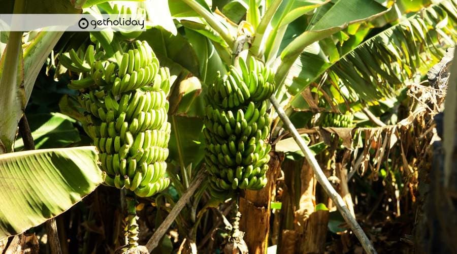 Banana experience en Tenerife