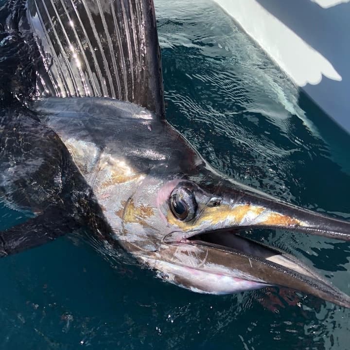 Full Day Charter