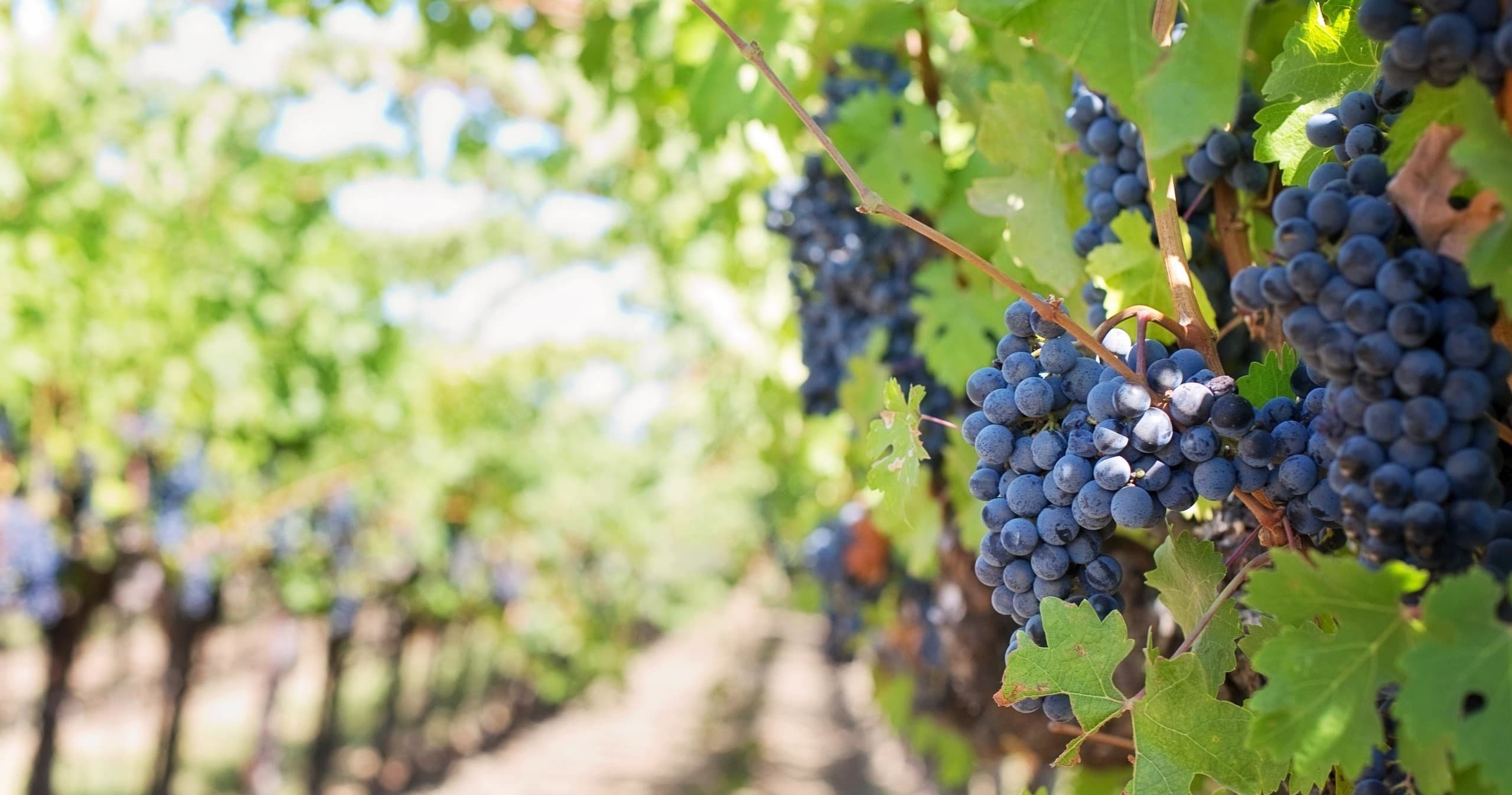 Full Day Chianti Wine Tour