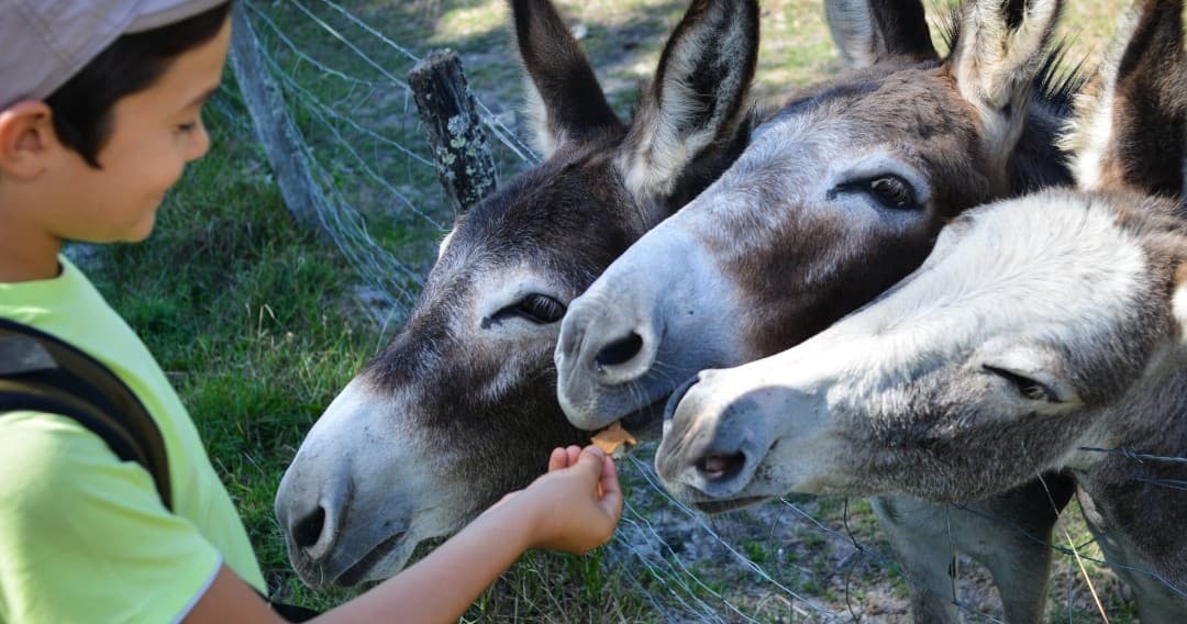 Orange Tasting Experience with Donkeys