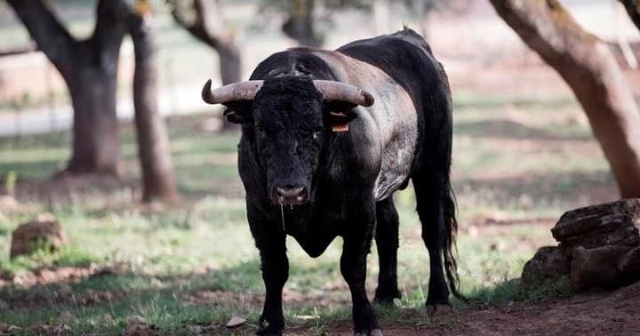 Bulls, Wine & Tapas Experience