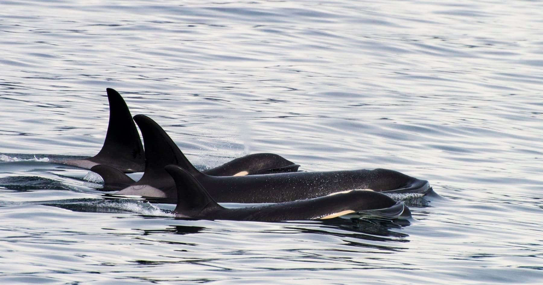 Major Marine Tours: Orca Quest Whale Watching Cruise