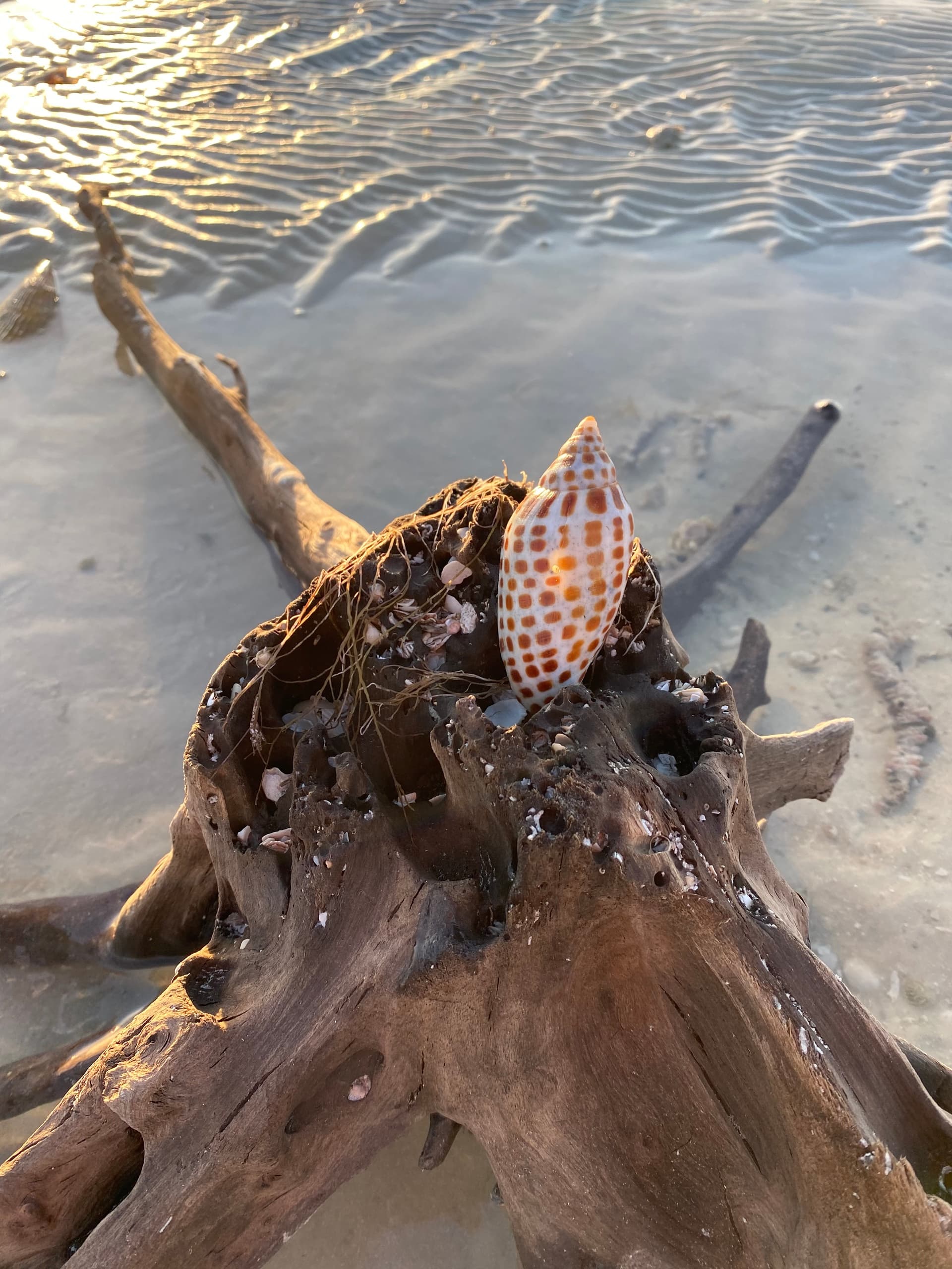 Shelling Excursion