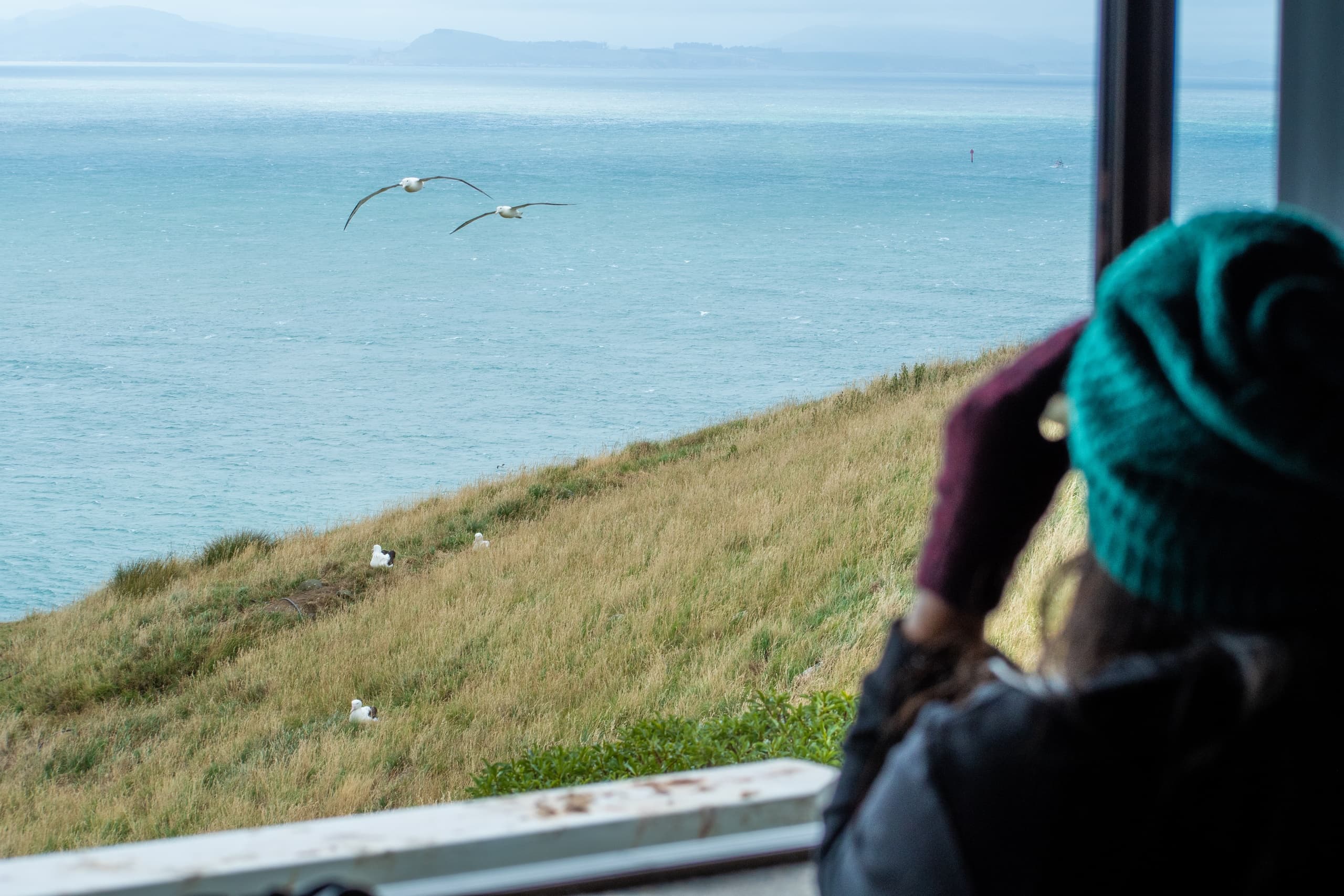 Albatross Classic