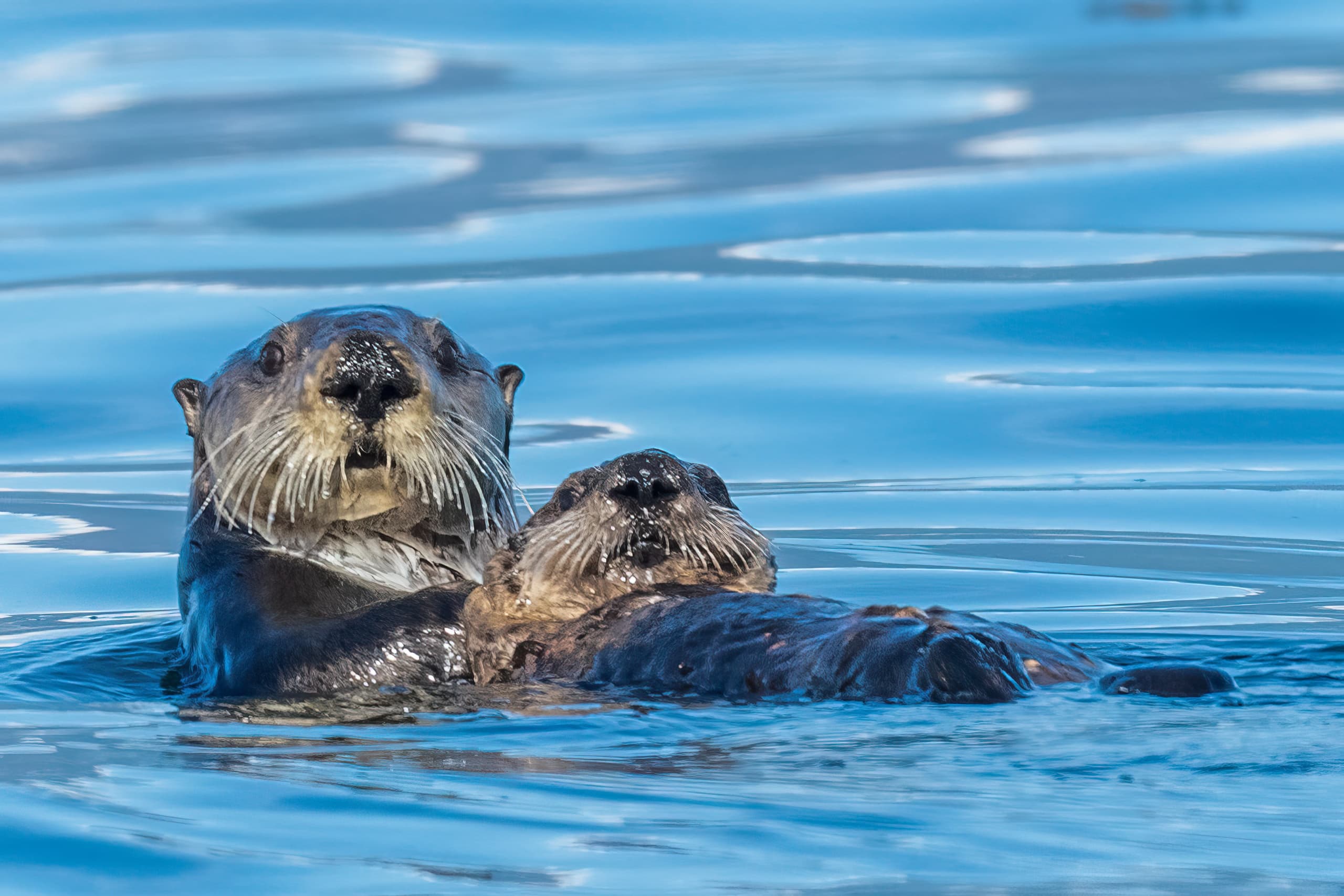 Marine Wildlife Tour