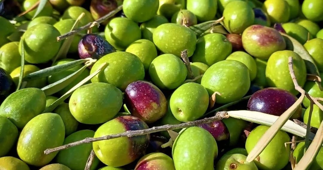 Málaga Olive Oil Experience