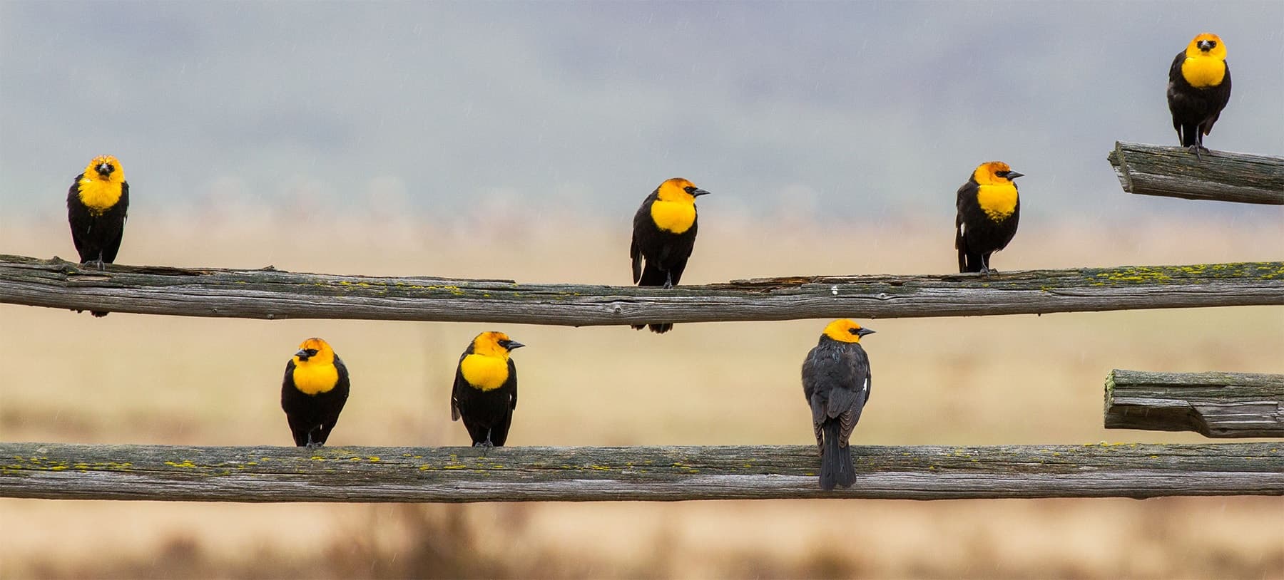 Sunrise Grand Teton Birding Wildlife Tour