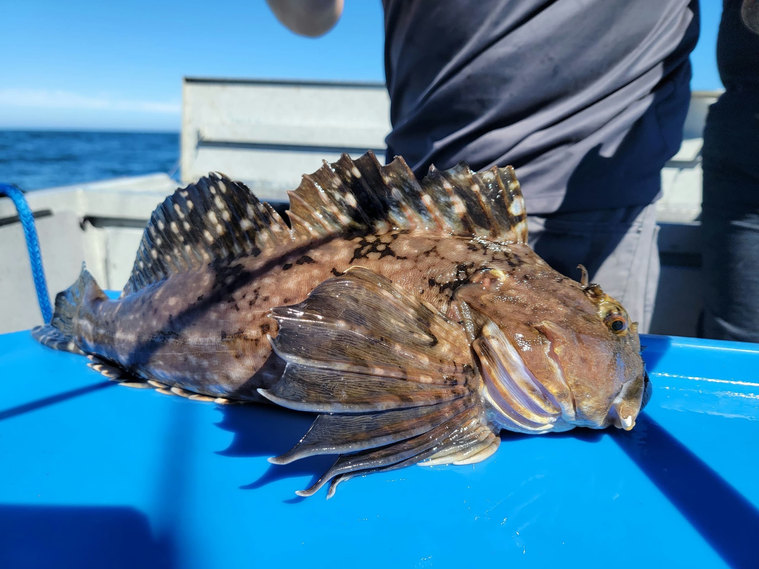 Rockfish/Lingcod Combo Trip