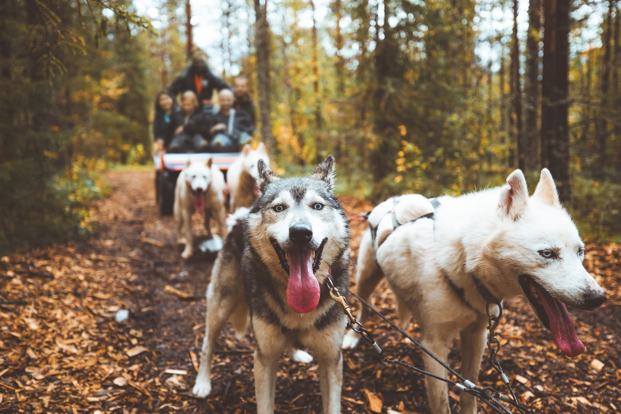 Autumn Husky Ride on Wheels