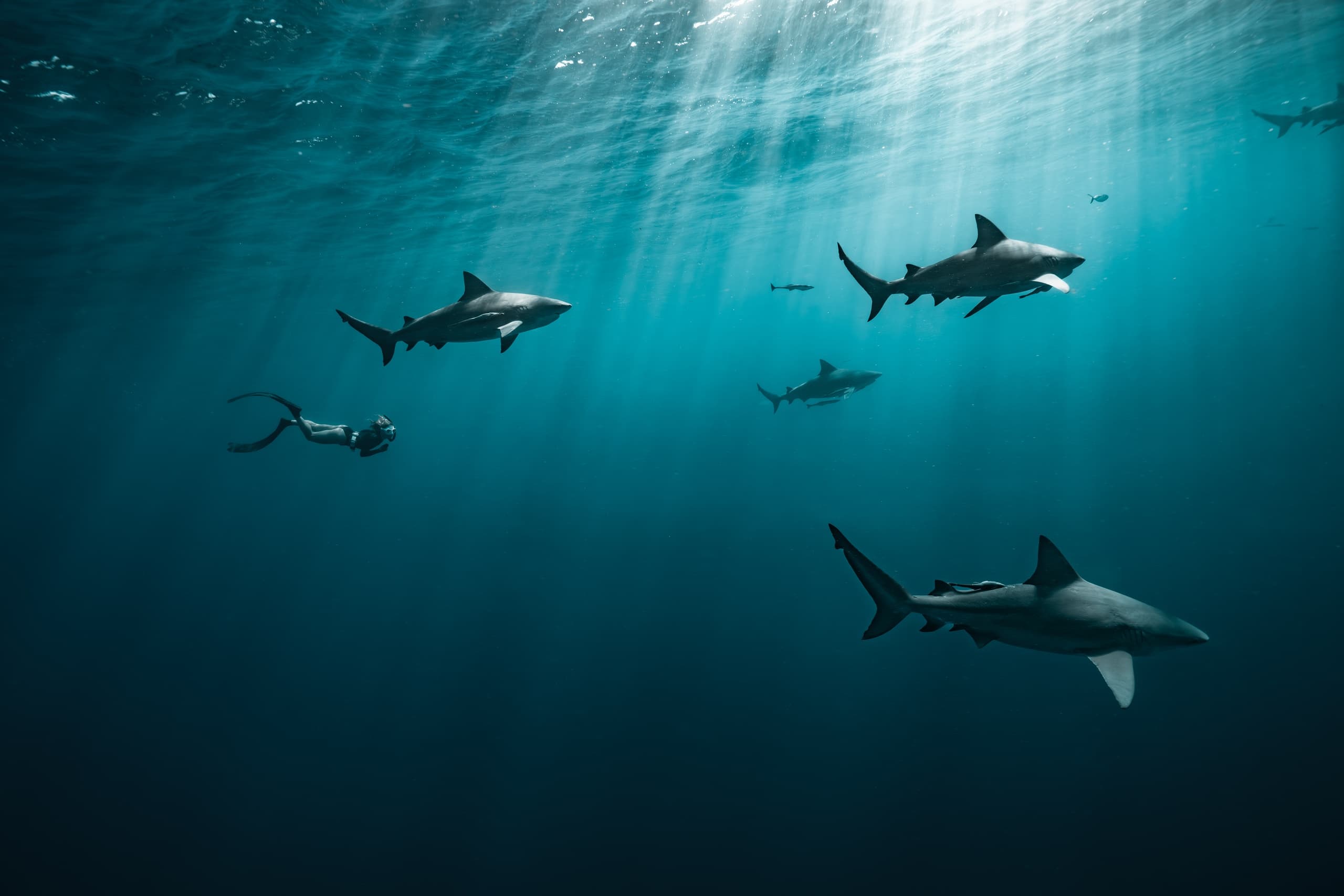 Private Shark Charter