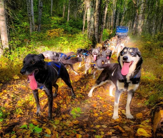 Dog Sled Adventure - Fall