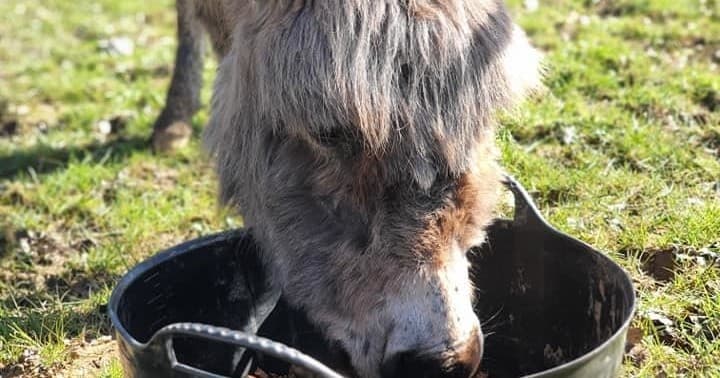 Meet the Donkeys