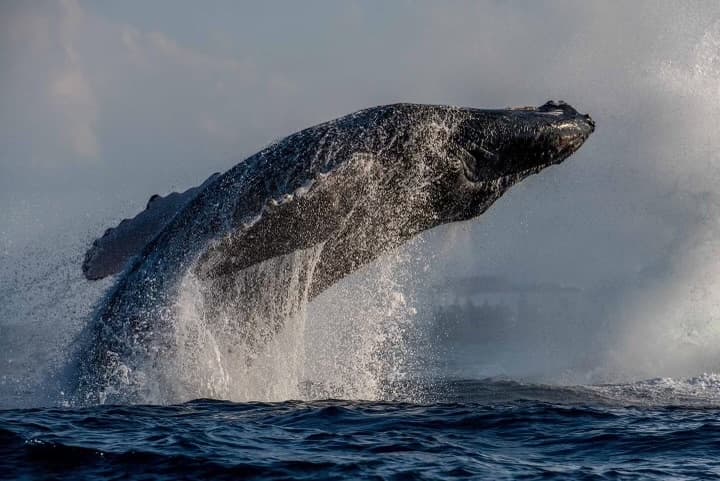 2 HOUR Whale Watch Photography Expedition