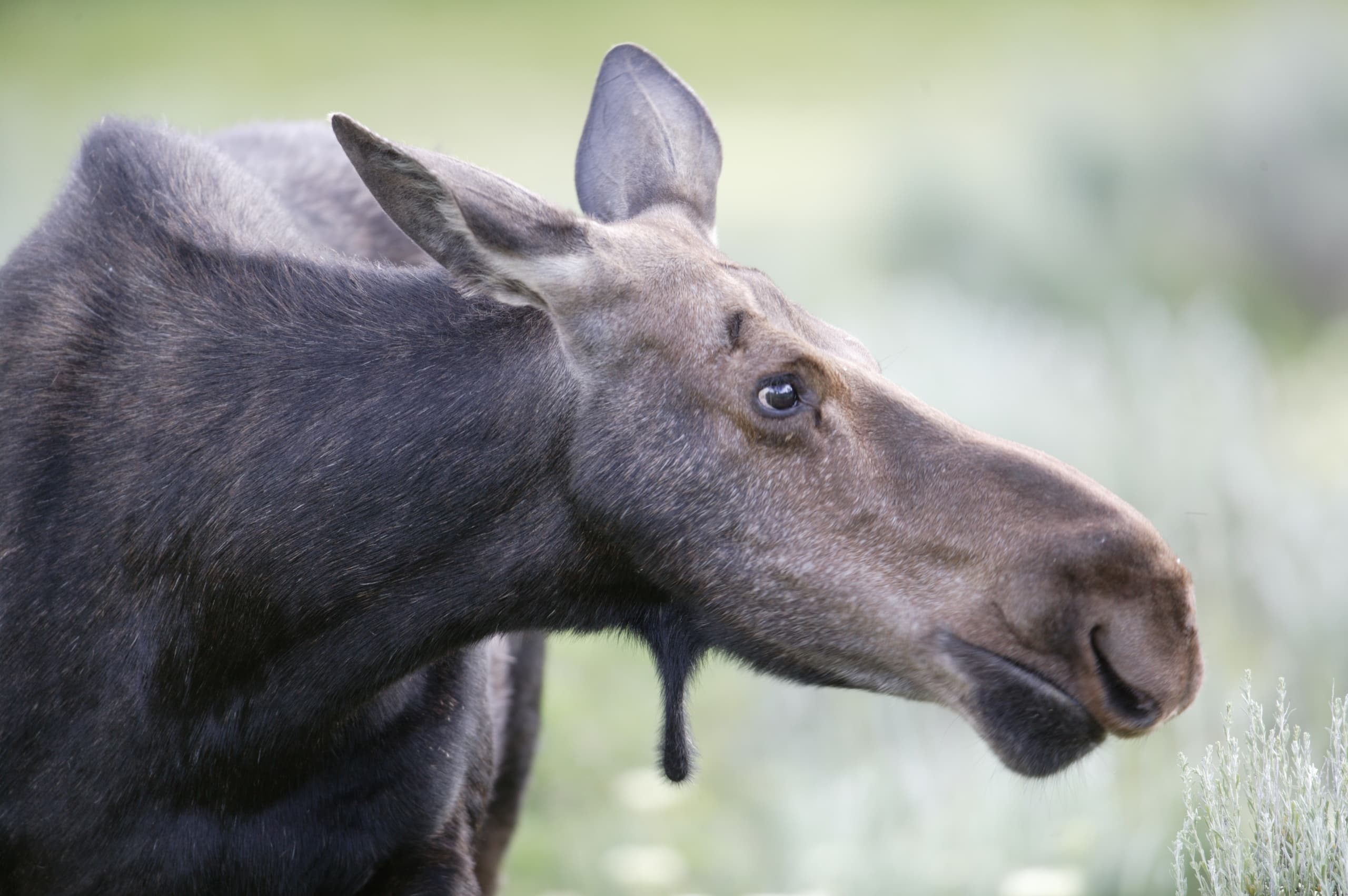 Full Day Wildlife Tour in Yellowstone Lamar Valley and Slough Creek area