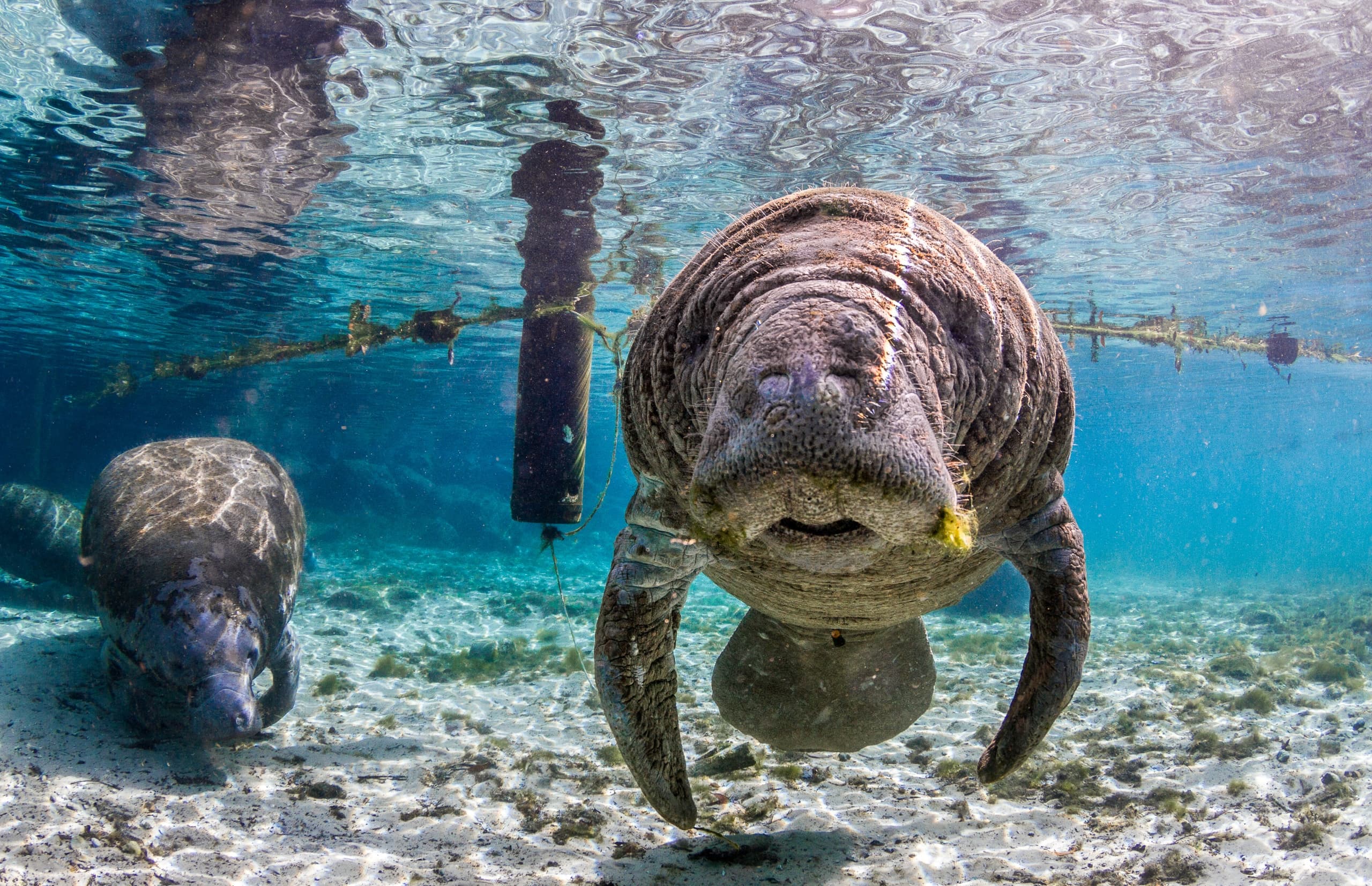 Manatee Magic - A Journey Into their World