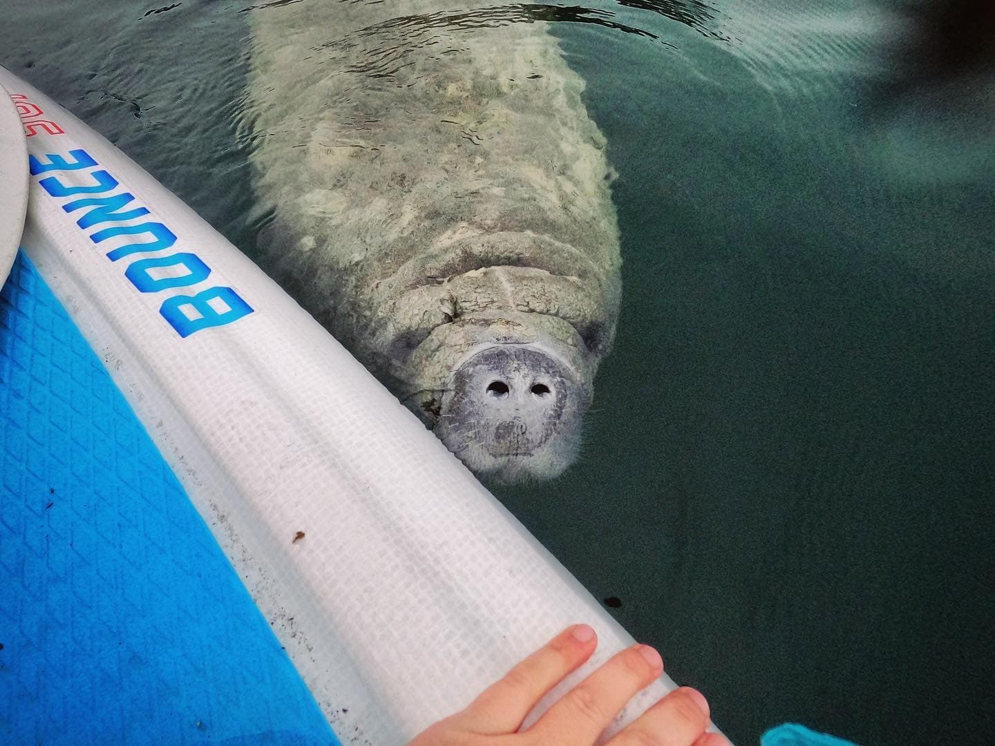 Guided Kayak Manatee Viewing & Spring Tour!!