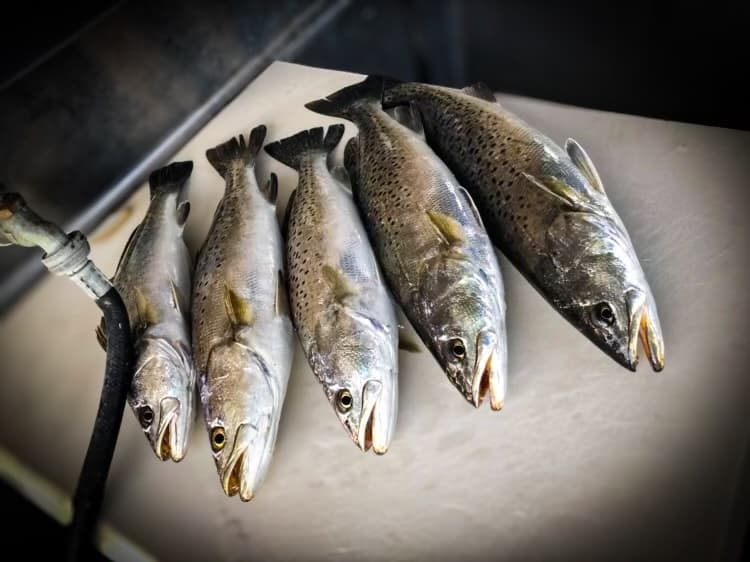 Full Day Fishing Trip ( 8 Hours )