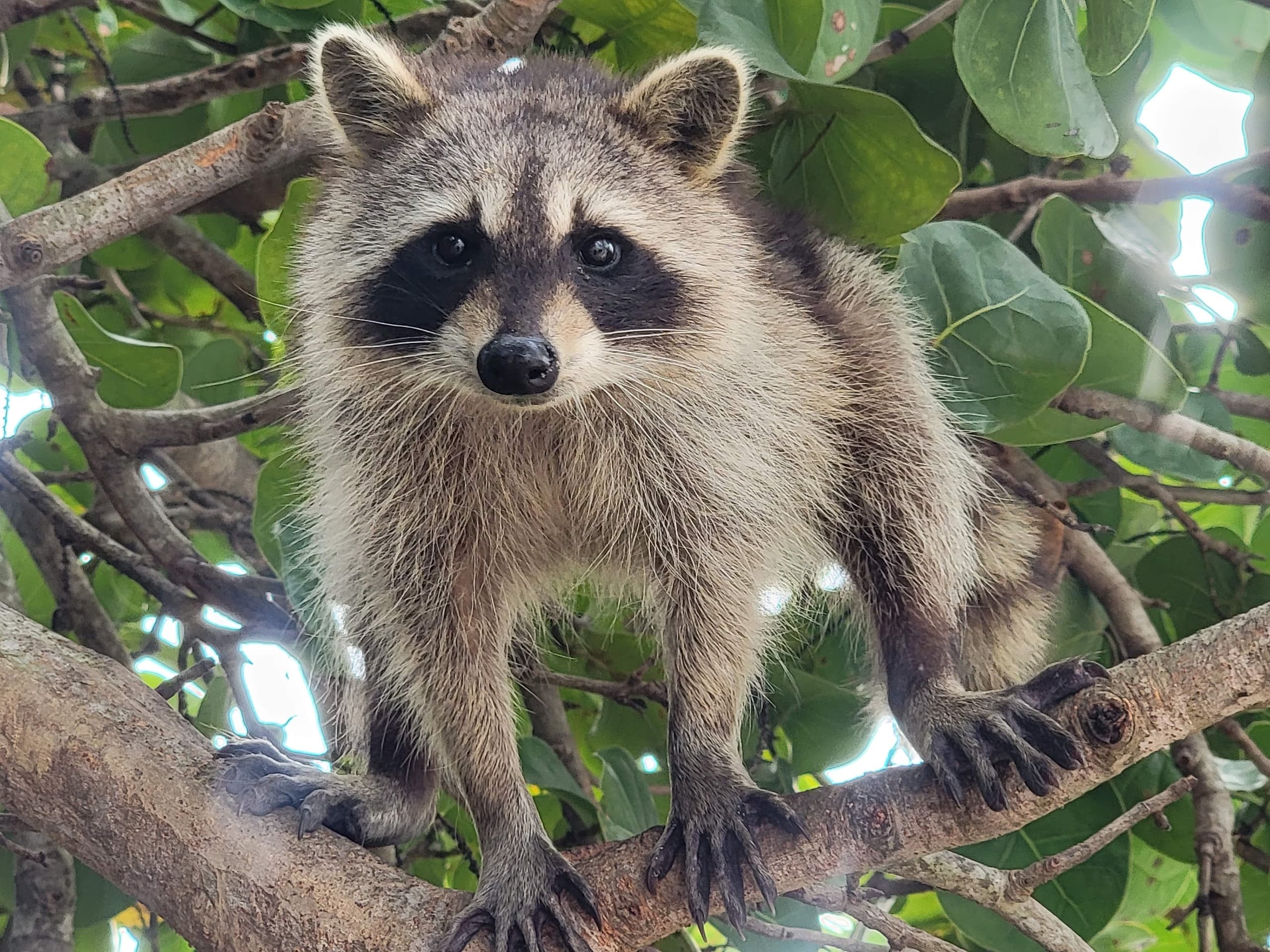 Raccoon Island exploration on SUP/Kayak
