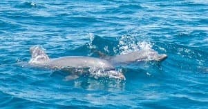 Dolphin Cruise