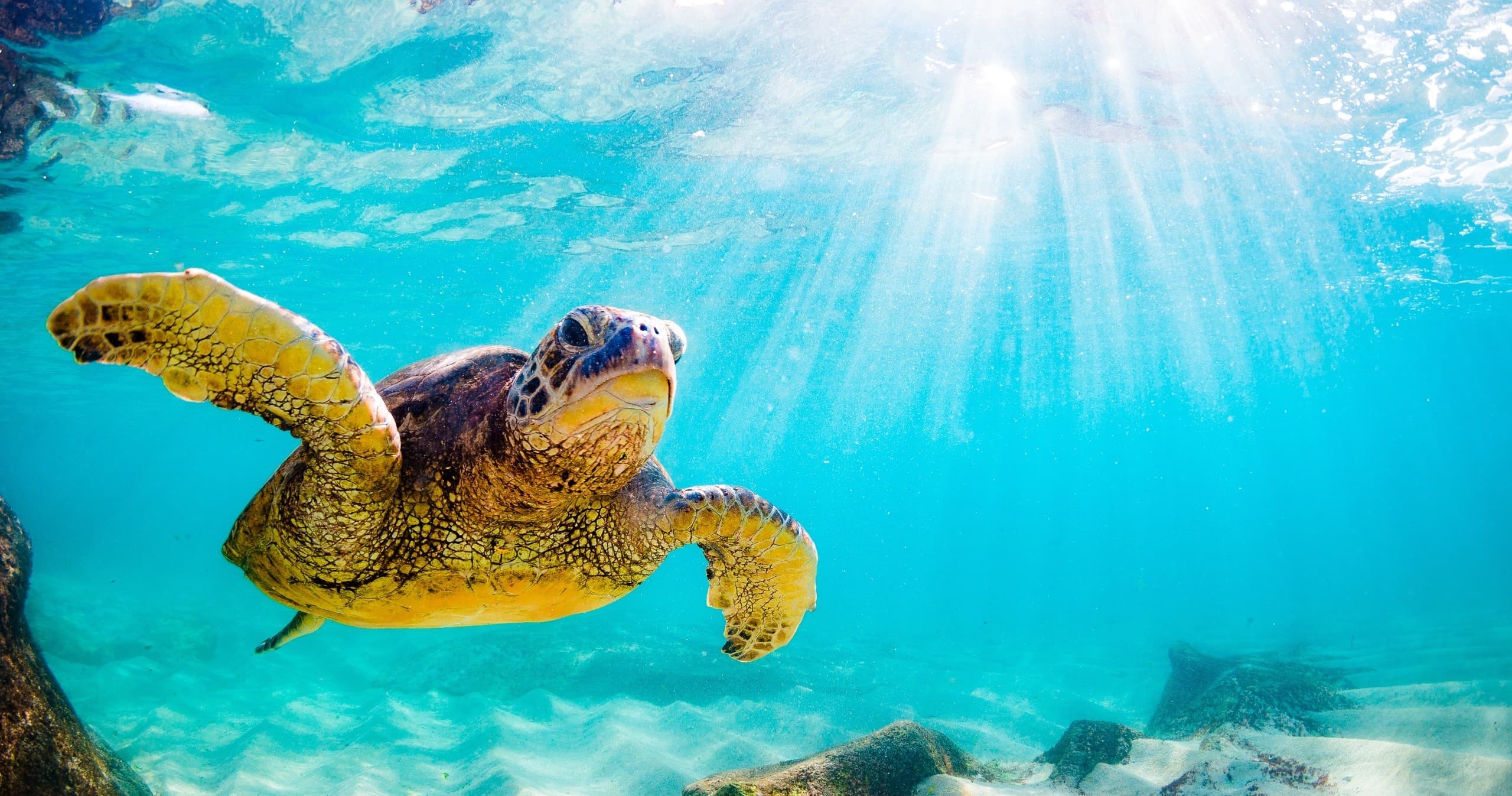 Turtle Trivia