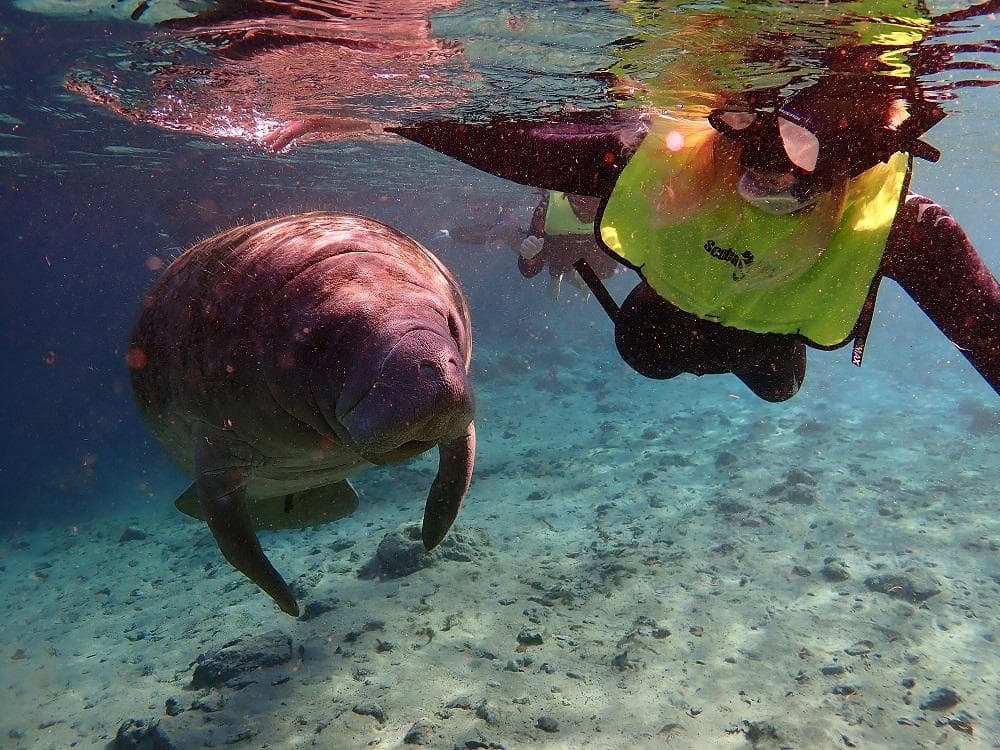 Private Manatee Adventure
