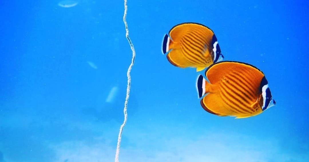 PADI Deep Diver