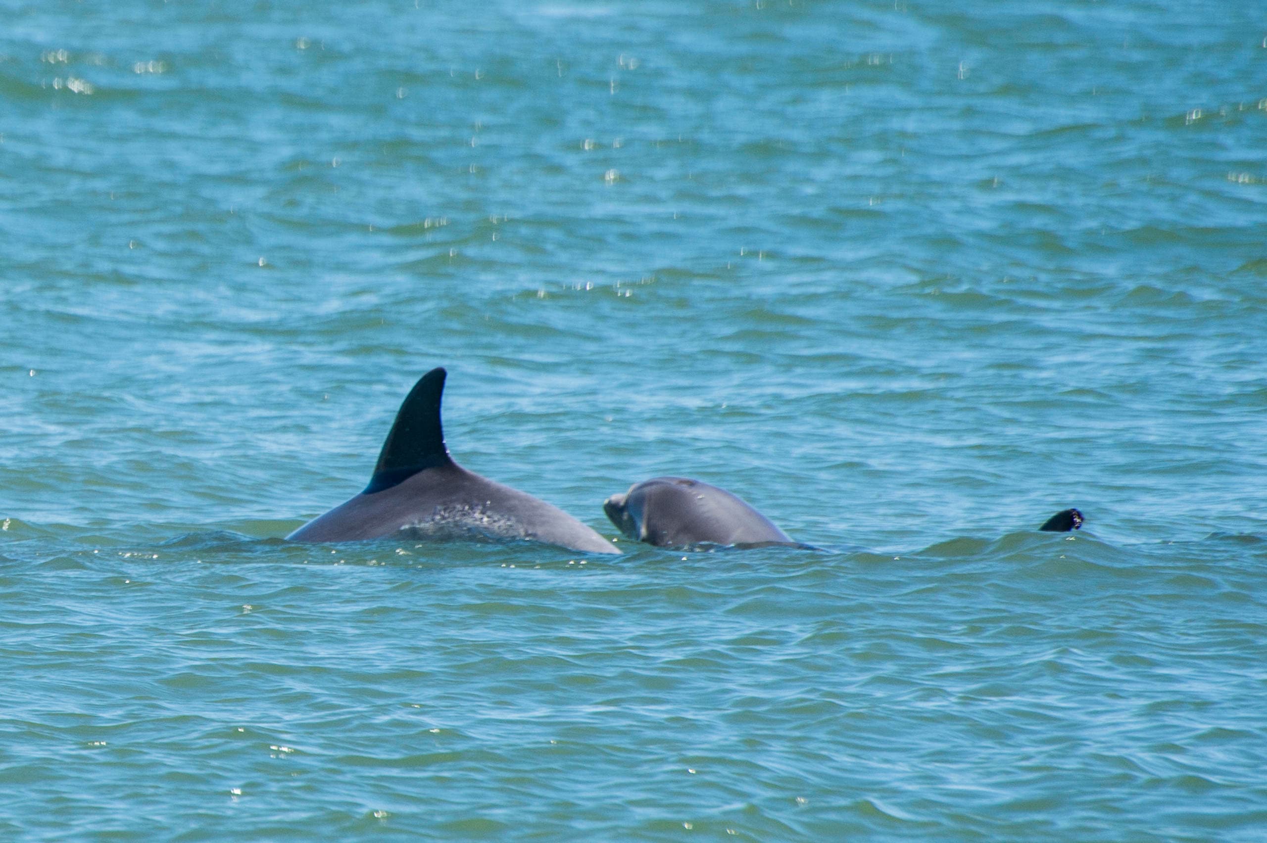 Dolphin Odyssey - Red Boat Tours - Family Friendly