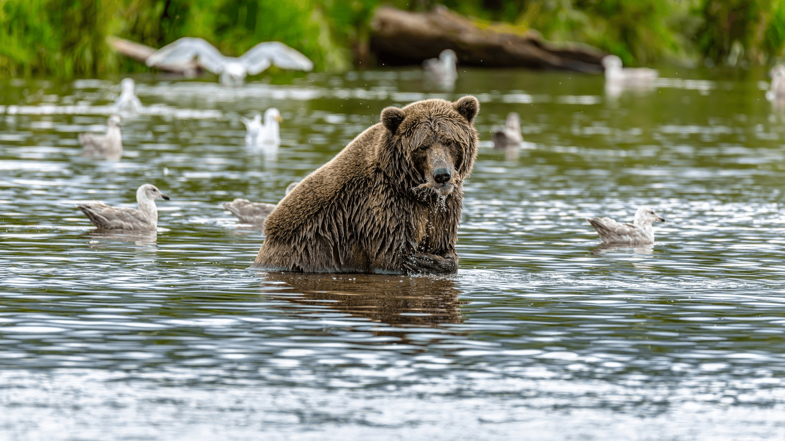 Bear Expedition