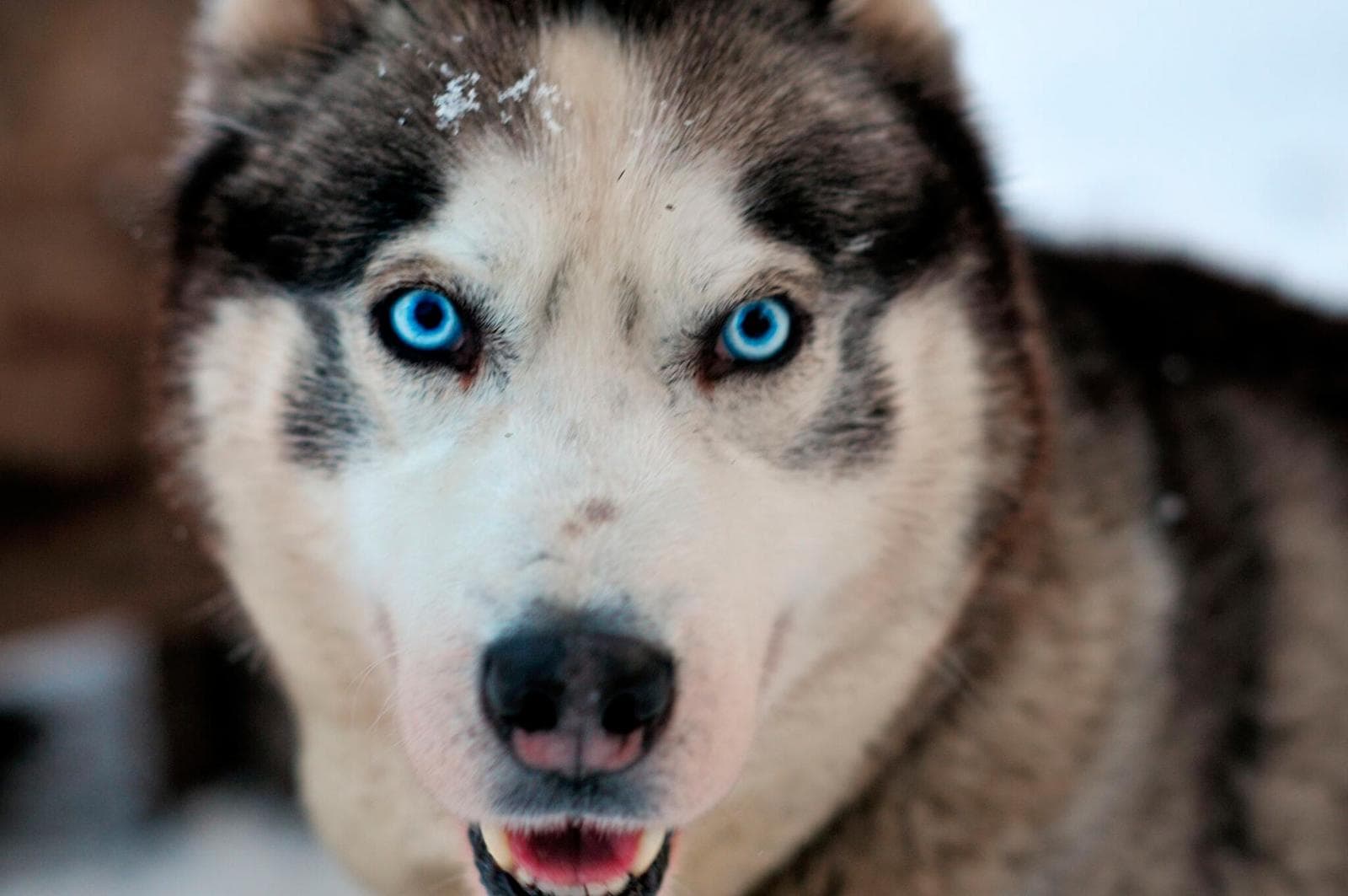 [K1] Hiking with Huskies (3h)