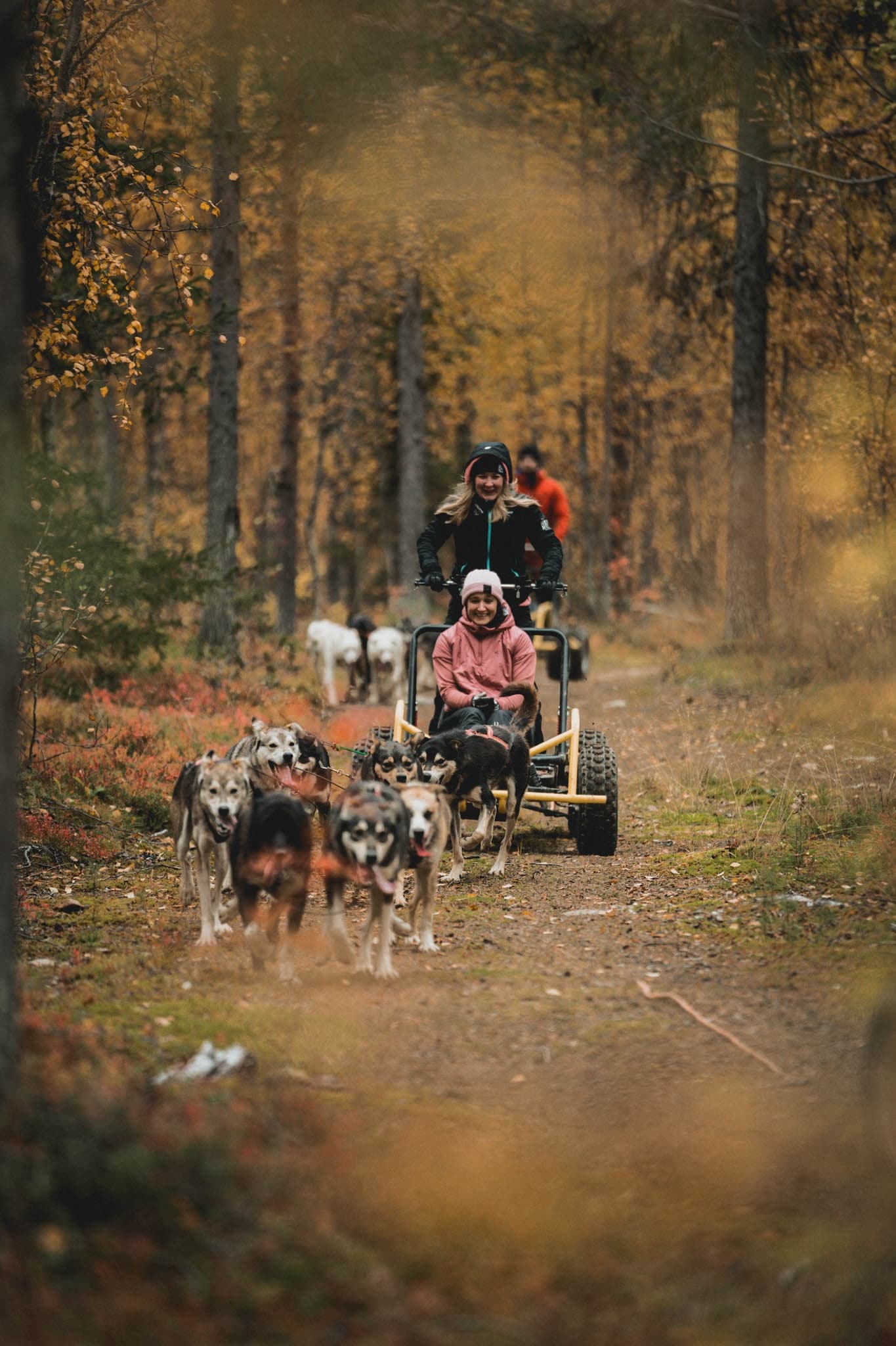 Husky cart tour in the Forest of Levi Lapland