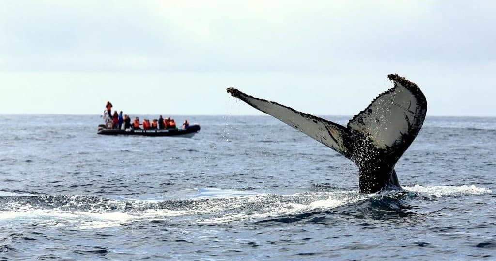 Ocean Giants and Volcanic Wonders: A Dolphin, Whale, and Lagoa do Fogo Adventure! Full Day Tour With Lunch"