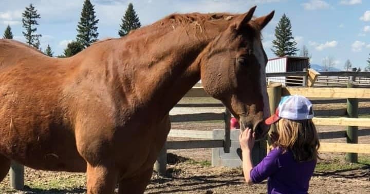Equine-Assisted Learning Session (Individual)