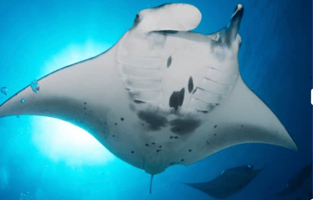 Sunset, Mantas, and Stargazing Private Charter