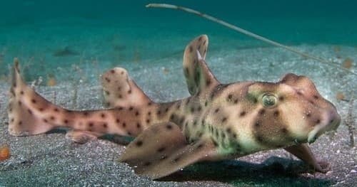 Jawesome Sharks