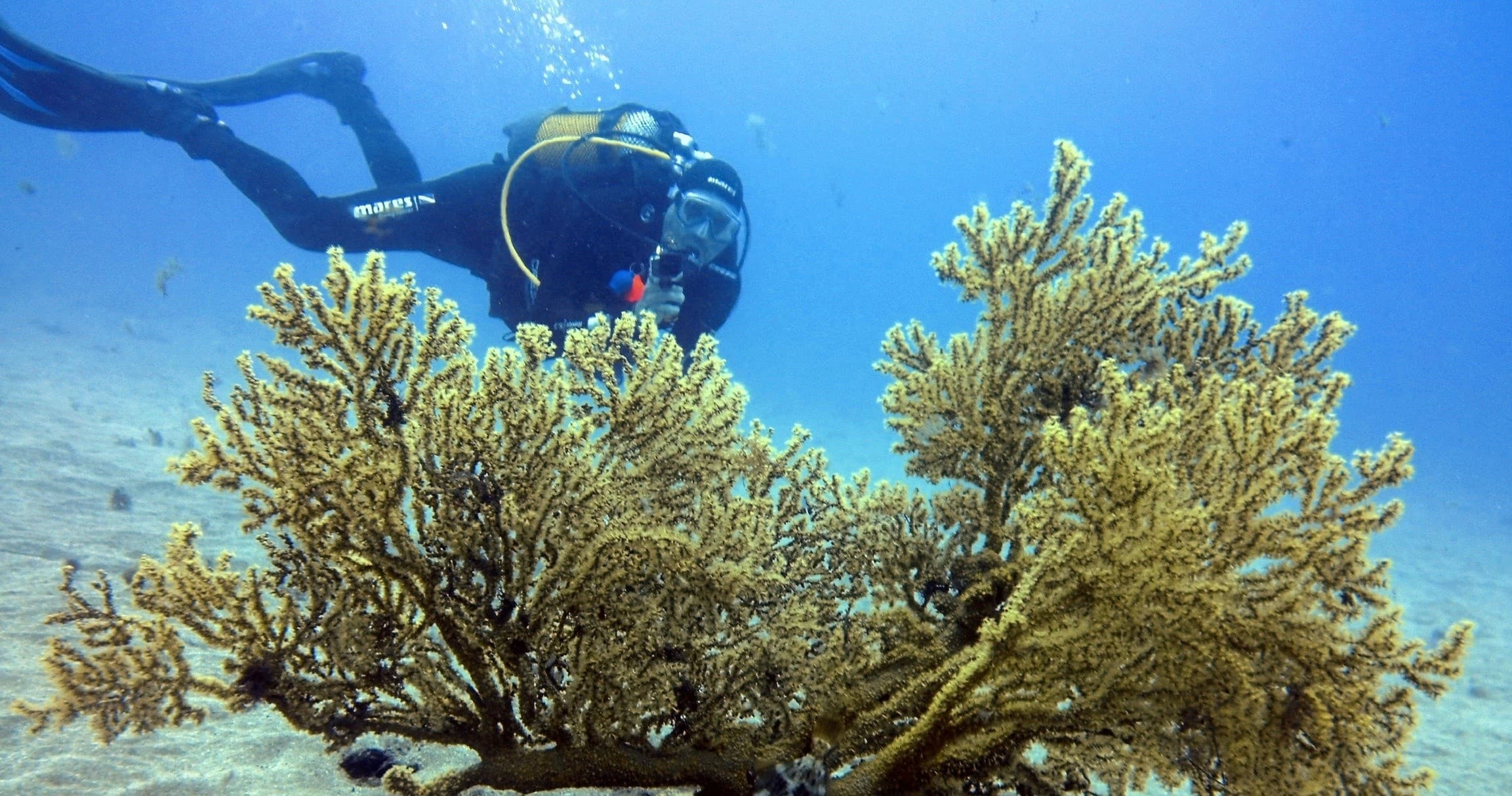 Certified Divers