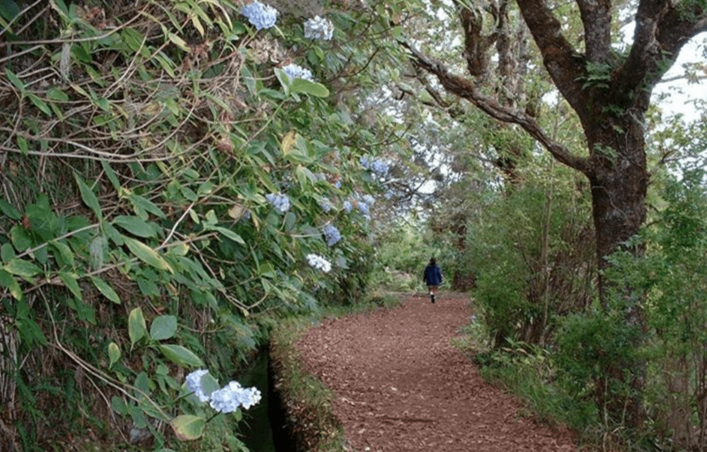 Levada - Queimadas/Caldeirão Verde