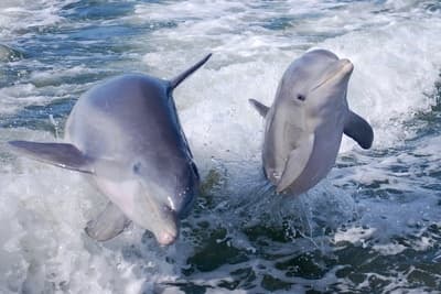Breakwater Adventures Dolphin Tour